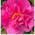 Camellia 'Pinktastic' 250 mm
