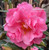 Camellia 'Pinktastic' 250 mm