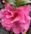 Camellia 'Pinktastic' 250 mm
