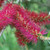 Callistemon 'Genoa Glory' 140 mm