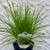 Lomandra 'Little Con' 14cm