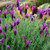 Lavender 'Forte Javelin Purple' Lavender 'Forte Javelin Purple'