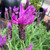 Lavender 'Forte Javelin Purple' Lavender 'Forte Javelin Purple'