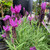 Lavender 'Forte Javelin Purple' Lavender 'Forte Javelin Purple'