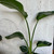 Strelitzia nicolai 200 mm Strelitzia nicolai 200 mm