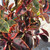 Ficus elastica 'Ruby' 200 mm