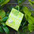 Citrus Lime 'Kaffir' Dwarf 185 mm