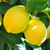 Citrus limon 'Eureka' 165 mm