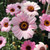 Rhodantheumum 'African Eyes Pink & White' 140 mm