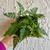 Davallia 'Hare's Foot Fern' 140 mm Davallia 'Hare's Foot Fern' 140 mm