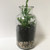 Wide Mouth Milk Bottle Terrarium Lrg