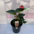 Anthurium 'Red' 200 mm