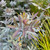 Acacia baileyana 'Purpurea' 200 mm