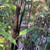 Bambusa nigra see Phyllostachys nigra 300 mm