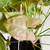 Syngonium 'Neon' 200 mm Syngonium 'Neon' 200 mm