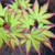 Acer palmatum 'Sango Kaku' 330 mm