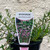 Myoporum parvifolium 'Pink Flower' 140 mm Myoporum parvifolium 'Pink Flower' 140 mm