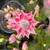 Serruria 'Pretty 'N' Pink' 140 mm