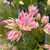 Serruria 'Pretty 'N' Pink' 140 mm