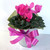 Cyclamen In Large Tin 150 mm