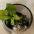 Dog Land Terrarium