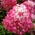 Hydrangea 'Diamond Rouge' 200 mm
