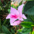 Azalea 'Alphonse Anderson' 170 mm