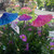 Mushroom Blue/Purple Sml