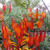 Lotus bertholetii 'Trailblazer Red' 140 mm