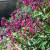 Salvia 'Perfect Pollinator Raspberry' 140 mm