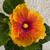 Hibiscus 'Peach Melba' 200 mm