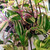 Tradescantia 'Tricolour' Basket 150 mm