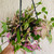 Tradescantia 'Tricolour' Basket 150 mm