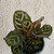 Calathea makoyana 140 mm