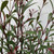 Acmena 'Pencil Red' 140 mm Acmena 'Pencil Red' 140 mm
