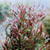 Acmena 'Pencil Red' 140 mm Acmena 'Pencil Red' 140 mm