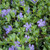 Vinca 'Dart's Blue' 140 mm (85426) 250 mm