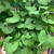 Ginkgo Biloba 'Mariken Std' 300 mm