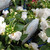 Impatiens 'Double White' 150 mm
