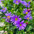 Brachyscome 'Violet' 140 mm