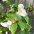 Camellia transnokoensis 200 mm