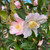 Camellia 'Reminiscence' 200 mm