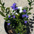 Dampiera Linearis 'Cobalt Mound' 140 mm