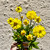 Bracteantha 'Elite Citrine' 140 mm