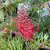 Grevillea 'Robyn Gordon' 140 mm