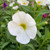 Easy Colour - Calibrachoa White Punnet