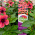 Easy Colour - Vinca Tattoo Papaya