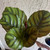 Calathea fasciata 170 mm