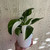 Philodendron 'White Wizard' 130 mm