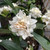 Daphne 'Perfume Princess White' 250 mm